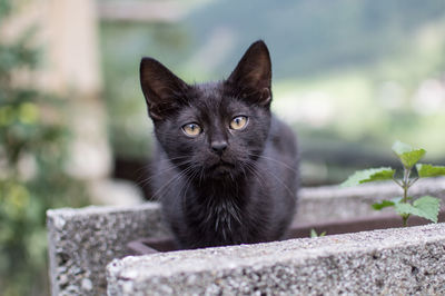 Portrait of black cat