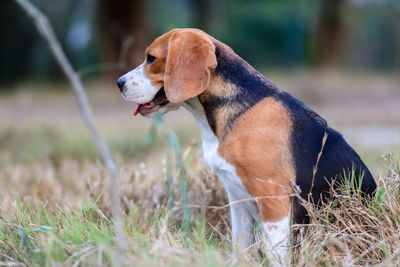 Dog looking away on field