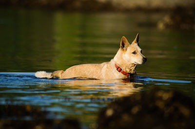 Portrait of dog swimming in lake