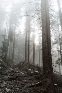 Sunlight streaming through trees in forest