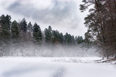 Trees against sky during winter