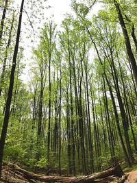 Low angle view of bamboo trees in forest