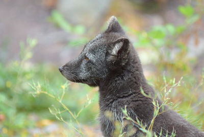 Close-up of an animal looking away