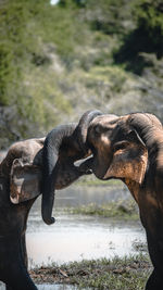 Elephant drinking water