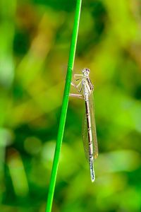 A dragonfly on grass in the nature 