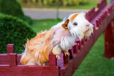 Close-up of guinea pigs on maroon wood