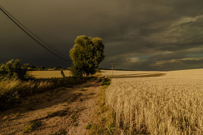 Scenic view of agricultural field against sky