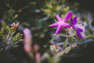 Close-up of pink flowering plant