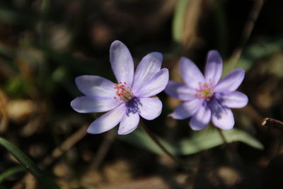 Close-up of purple flowering plant