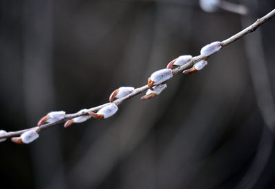 Close-up of barbed wire fence