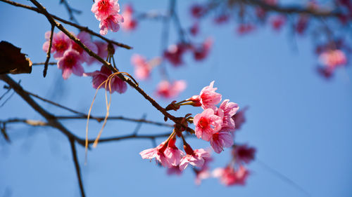 Low angle view of pink flowers on branch
