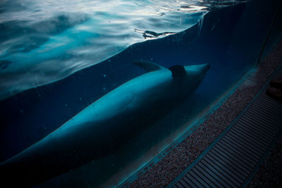 Fish swimming in sea