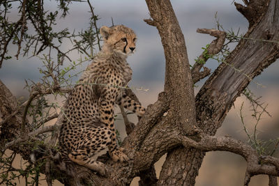 View of cheetah sitting in tree 