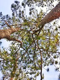 Low angle view of tree against sky