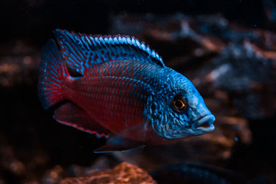 Close-up of fish swimming in sea