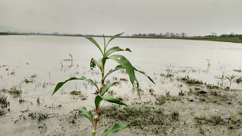 Close-up of plant growing at lakeshore