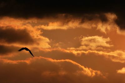 Low angle view of silhouette bird flying in sky