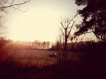 Bare trees on landscape at sunset