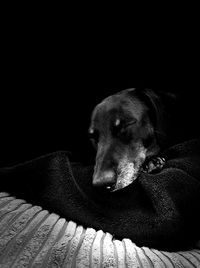 Dog resting on sofa at home