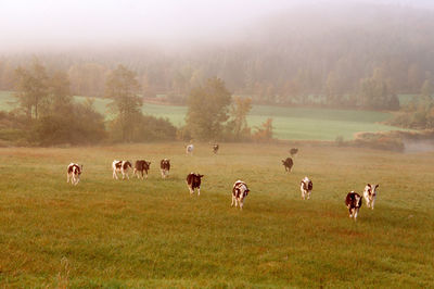 Holsteins on vermont