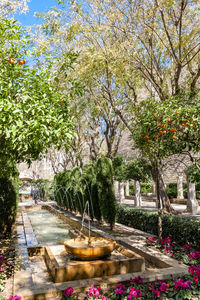 View of flowering plants in garden