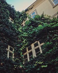 Low angle view of trees and house