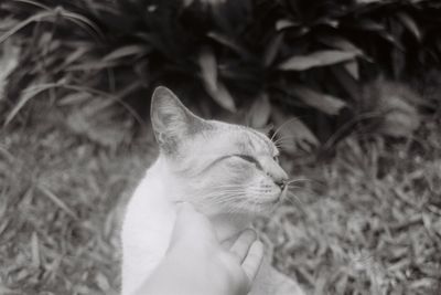 Close-up of hand holding cat