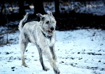 Dogs running on snow covered field