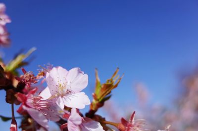 Low angle view of plum blossoms growing on tree against blue sky