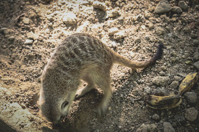 High angle view of leopard on field