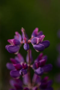 Close-up of purple flowering plant