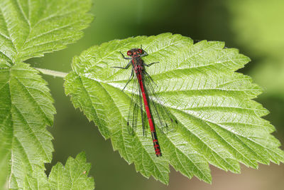 Close-up of insect on leaves