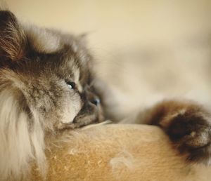 Close-up of cat sleeping