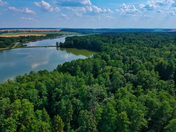 Scenic view of forest against sky