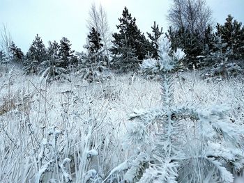 Frozen trees against sky during winter