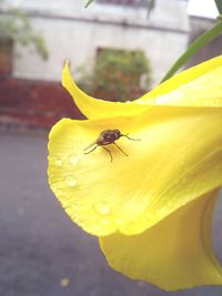 Close-up of yellow flowers