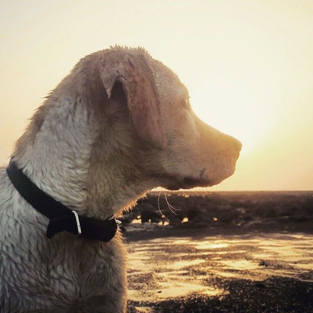 animal themes, one animal, animals in the wild, wildlife, mammal, bird, side view, clear sky, nature, animal head, focus on foreground, close-up, domestic animals, livestock, outdoors, elephant, sunset, sunlight, standing, day