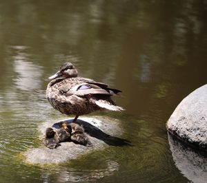 High angle view of bird on rock in lake