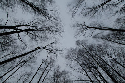 Low angle view of bare trees against sky