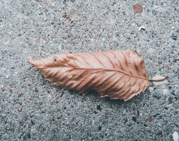 High angle view of dry leaf on sidewalk