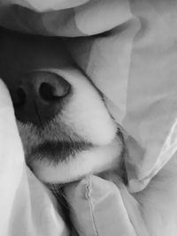 Close-up of dog sleeping on bed