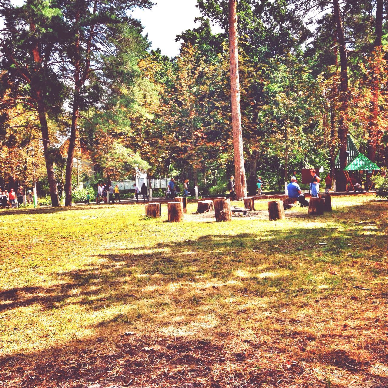 tree, park - man made space, grass, autumn, growth, men, person, park, leisure activity, lifestyles, change, nature, tranquility, incidental people, bench, large group of people, field, day, green color