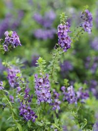 Close-up of purple flowering plants