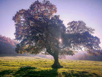 Trees growing on field