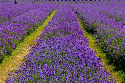 Purple flowering plants on field