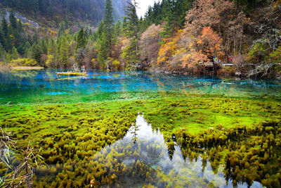 Scenic view of lake in forest