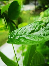 Close-up of raindrops on leaves