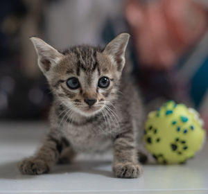 Close-up portrait of tabby kitten