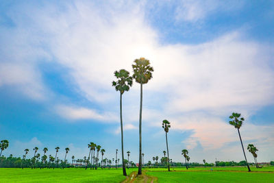 Scenic view of grassy field against sky