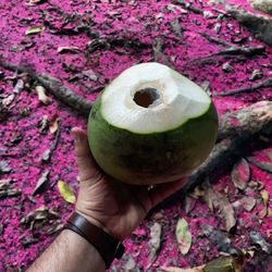 Close-up of hand holding fruit on tree